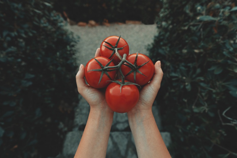 Рецепт квашених помідорів у відрі